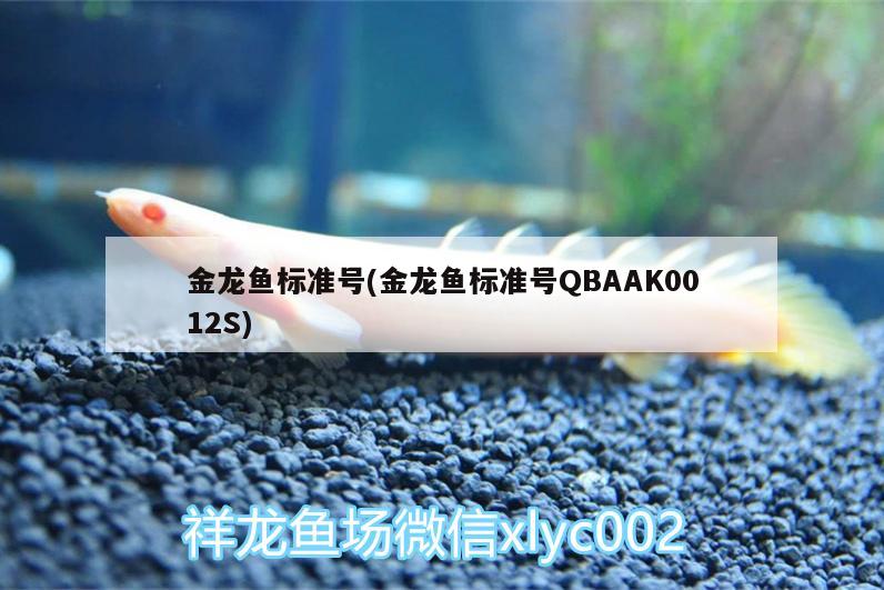 金龍魚標準號(金龍魚標準號QBAAK0012S) 斑馬狗頭魚