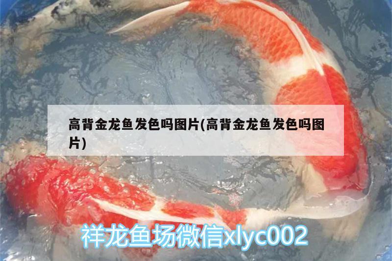 白玉紅龍魚長什么樣子圖片欣賞視頻(白玉紅龍魚長什么樣子圖片欣賞視頻大全) 白玉紅龍魚