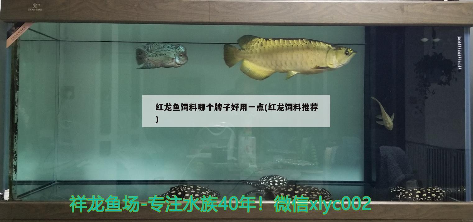 紅龍魚飼料哪個牌子好用一點(紅龍飼料推薦) 帝王三間魚