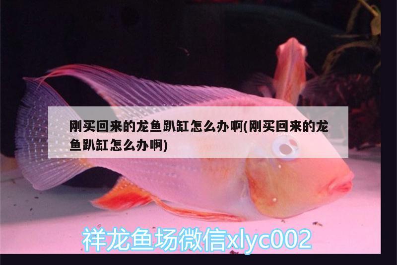 剛買回來(lái)的龍魚(yú)趴缸怎么辦啊(剛買回來(lái)的龍魚(yú)趴缸怎么辦啊) 其他益生菌