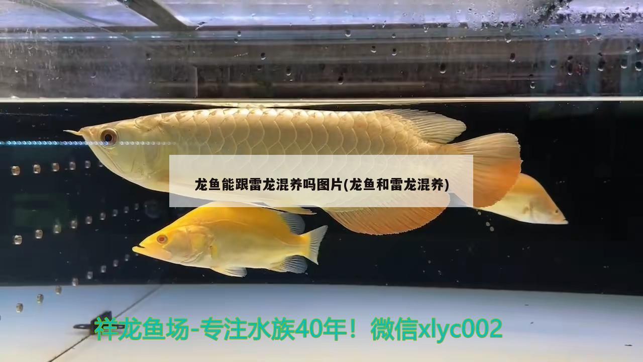 龍魚(yú)能跟雷龍混養(yǎng)嗎圖片(龍魚(yú)和雷龍混養(yǎng)) 元寶鯽