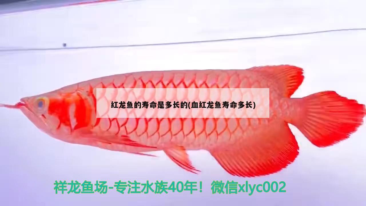 紅龍魚(yú)的壽命是多長(zhǎng)的(血紅龍魚(yú)壽命多長(zhǎng))