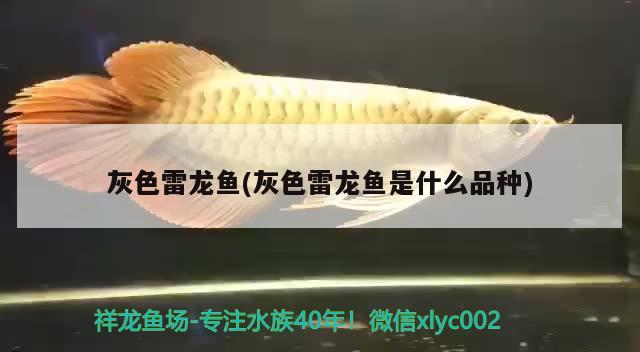 灰色雷龍魚(灰色雷龍魚是什么品種) 粗線銀版魚苗