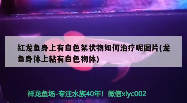 臨汾魚缸批發(fā)市場在哪里有啊電話多少 臨汾魚缸批發(fā)市場在哪里有啊電話多少號 金三間魚 第2張