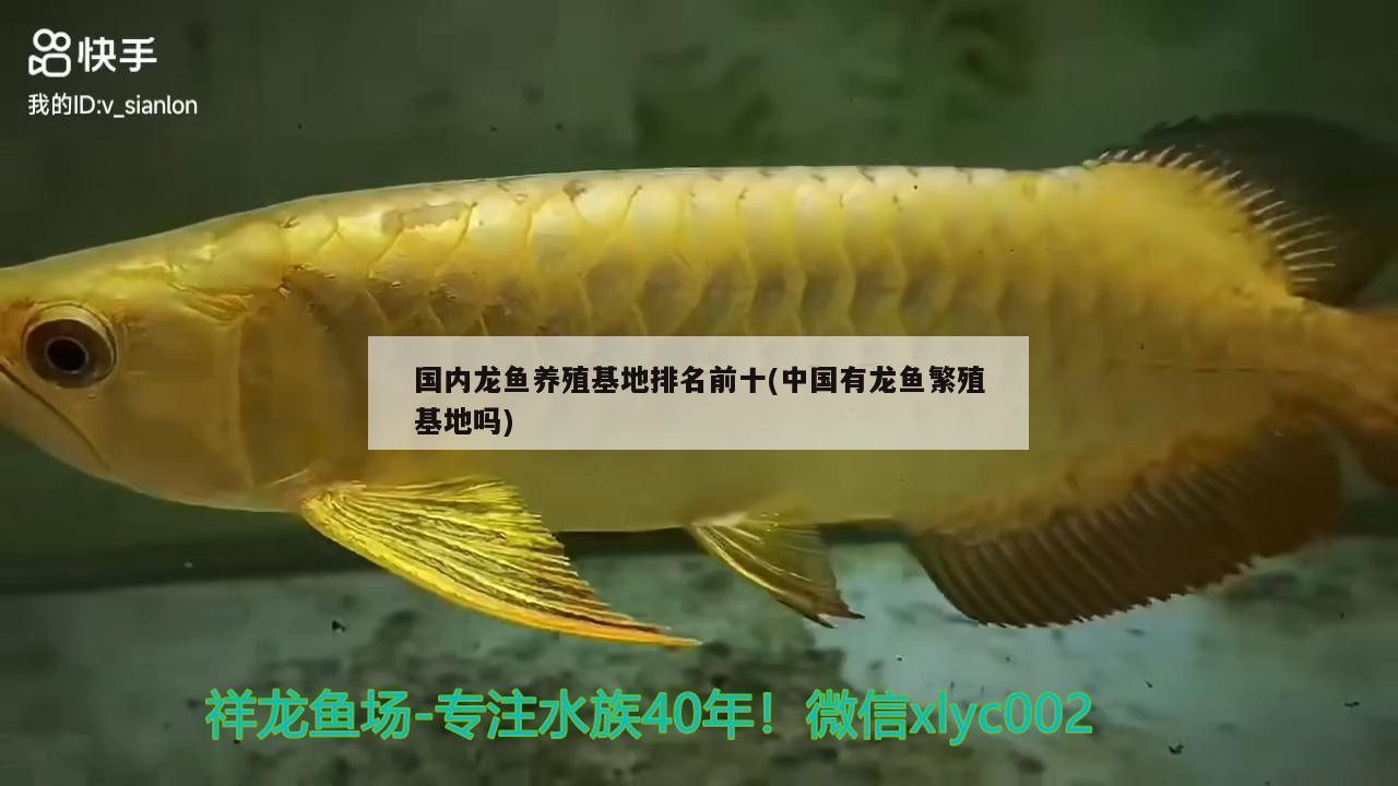 國內(nèi)龍魚養(yǎng)殖基地排名前十(中國有龍魚繁殖基地嗎)