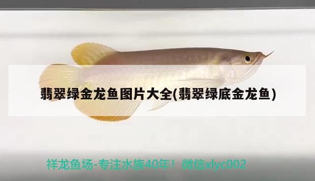 翡翠綠金龍魚(yú)圖片大全(翡翠綠底金龍魚(yú)) 廣州祥龍國(guó)際水族貿(mào)易