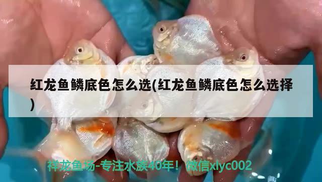 紅龍魚鱗底色怎么選(紅龍魚鱗底色怎么選擇)