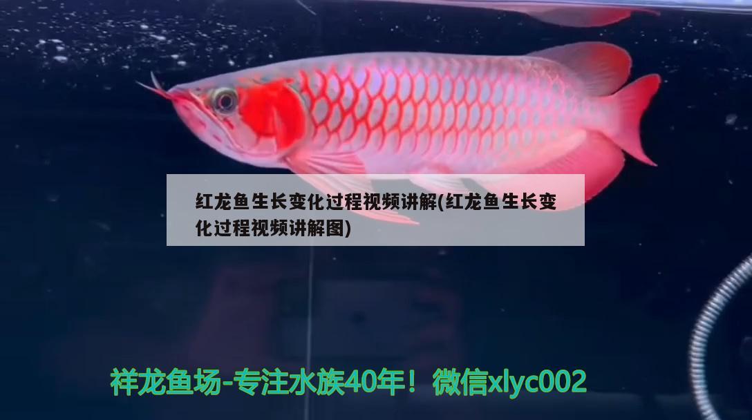 紅龍魚生長變化過程視頻講解(紅龍魚生長變化過程視頻講解圖) 照明器材