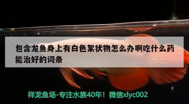 包含龍魚(yú)身上有白色絮狀物怎么辦啊吃什么藥能治好的詞條 細(xì)線(xiàn)銀版魚(yú)