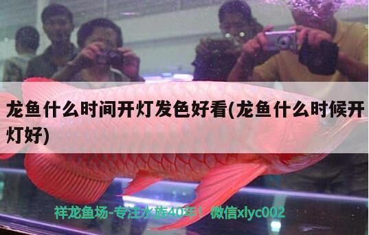 龍魚什么時間開燈發(fā)色好看(龍魚什么時候開燈好)