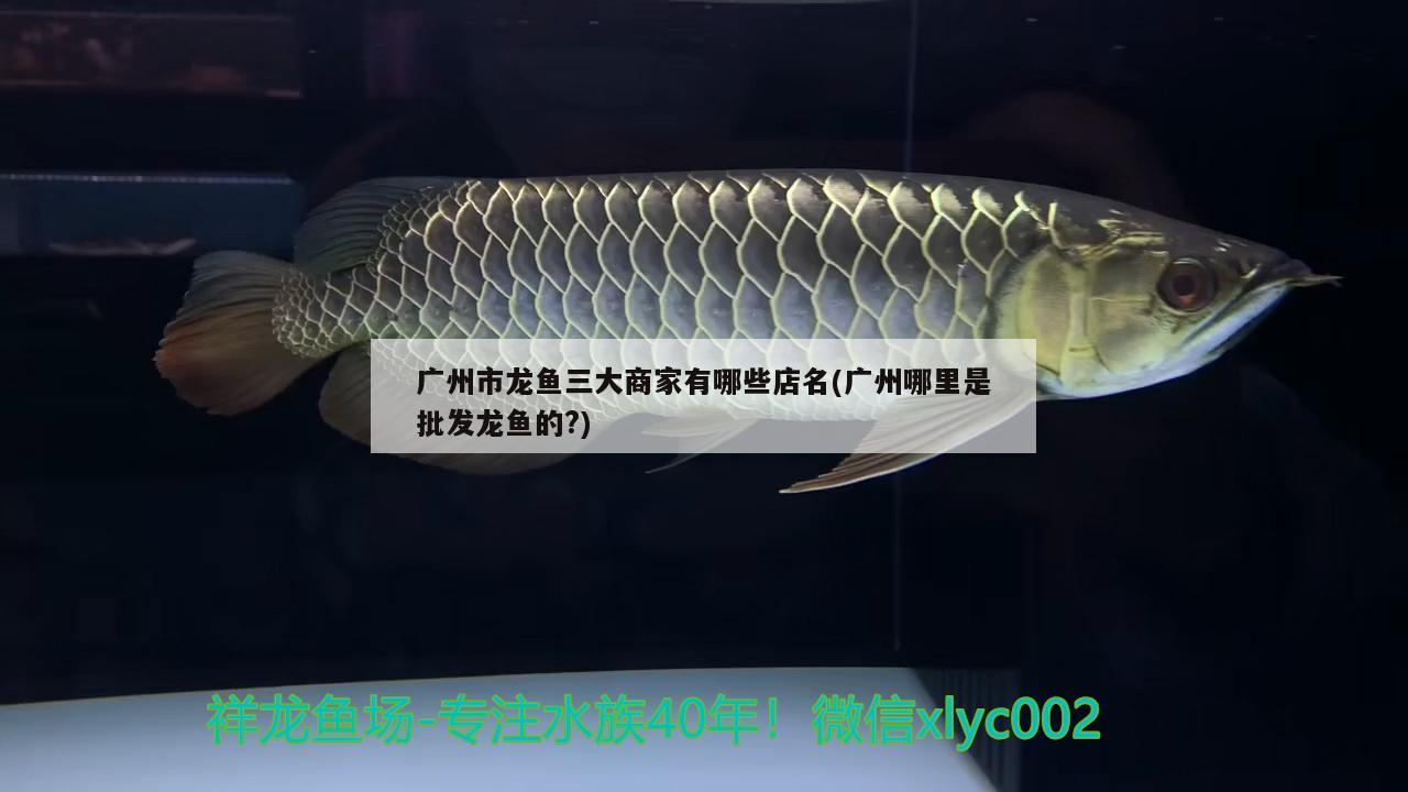 廣州市龍魚(yú)三大商家有哪些店名(廣州哪里是批發(fā)龍魚(yú)的?)