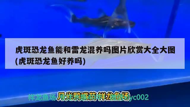 魚缸氧氣管可以用在二氧化碳上嗎為什么 魚缸氧氣管可以用在二氧化碳上嗎為什么呢 白子黑帝王魟魚 第2張