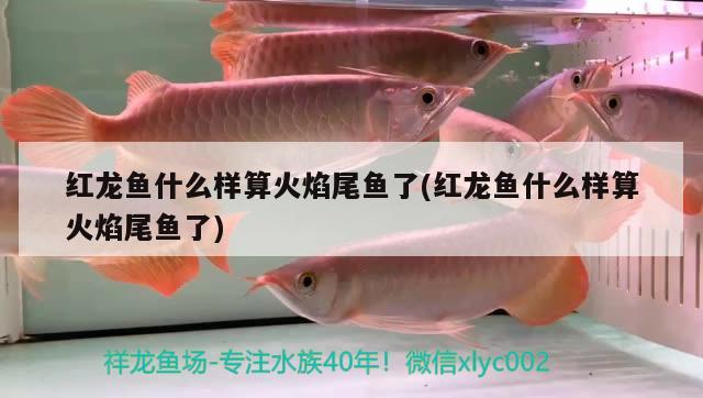 紅龍魚(yú)什么樣算火焰尾魚(yú)了(紅龍魚(yú)什么樣算火焰尾魚(yú)了) 綠皮皇冠豹魚(yú) 第1張