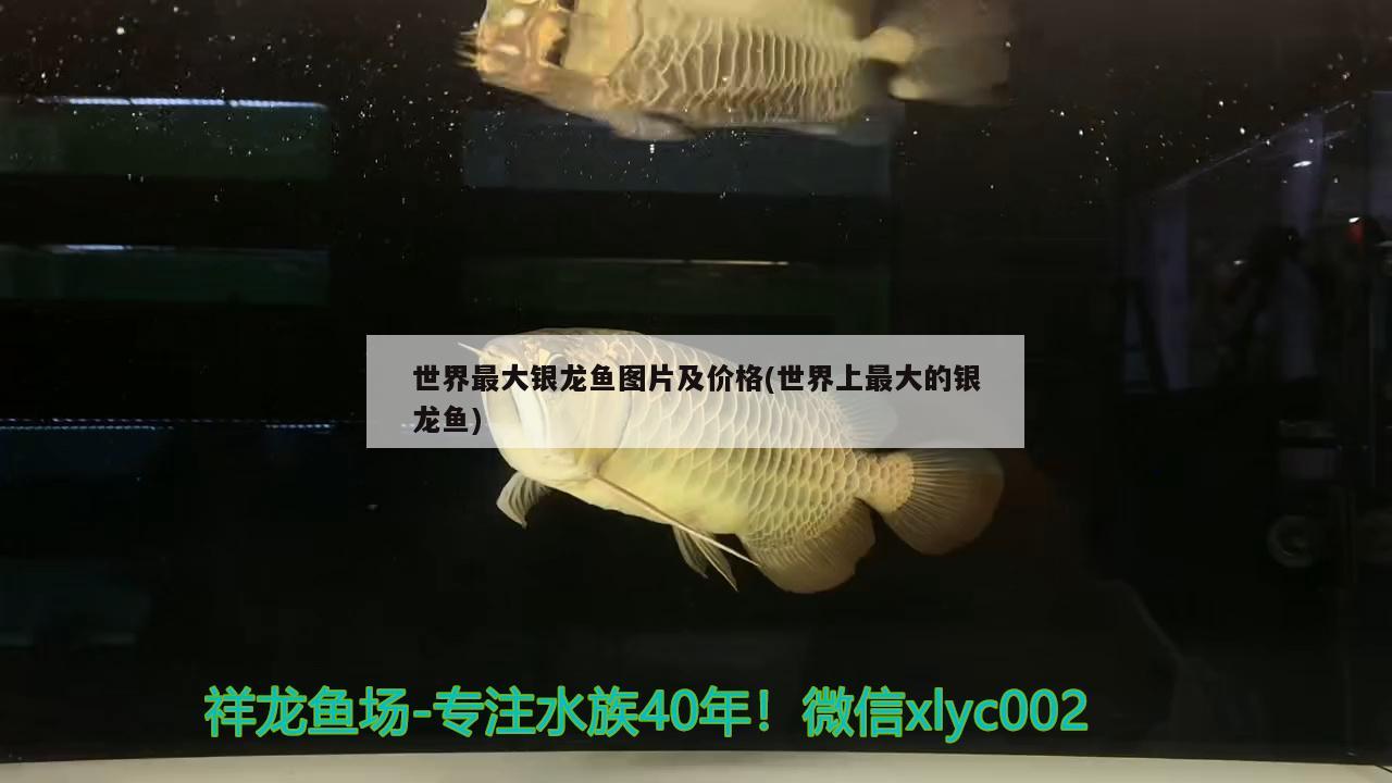 世界最大銀龍魚圖片及價(jià)格(世界上最大的銀龍魚) 銀龍魚百科