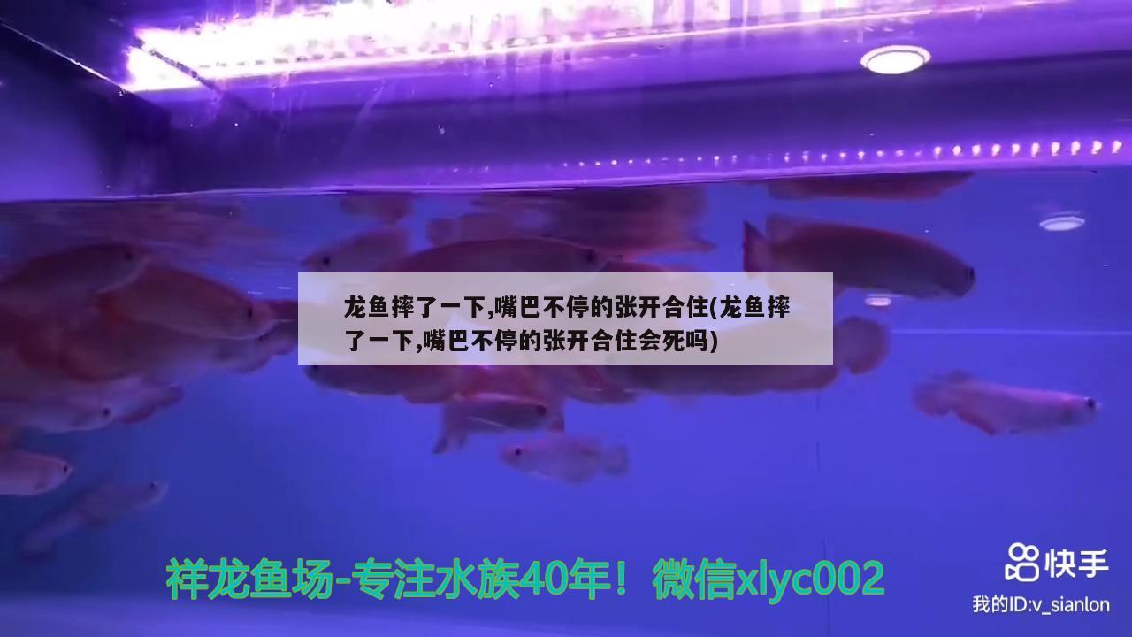 龍魚摔了一下,嘴巴不停的張開合住(龍魚摔了一下,嘴巴不停的張開合住會死嗎) 紅尾平克魚