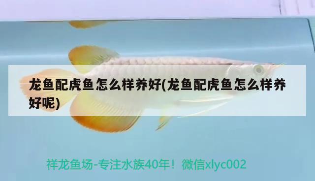 龍魚配虎魚怎么樣養(yǎng)好(龍魚配虎魚怎么樣養(yǎng)好呢)