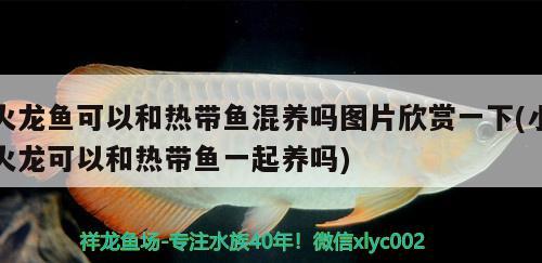 魚缸白點凈多久能殺死白點凈多久能殺死白點病的白點?。ń痿~白點病怎么治療）