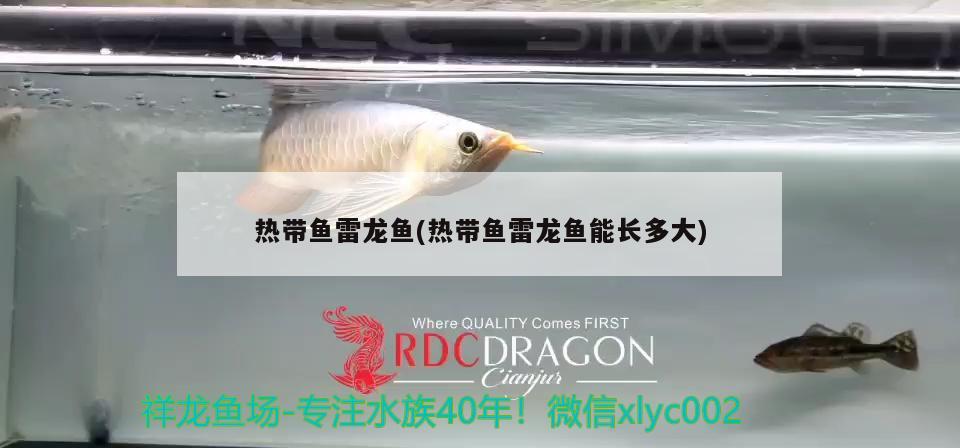 熱帶魚雷龍魚(熱帶魚雷龍魚能長多大) 黑影道人魚