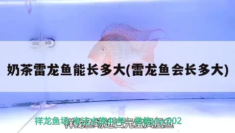 奶茶雷龍魚(yú)能長(zhǎng)多大(雷龍魚(yú)會(huì)長(zhǎng)多大)