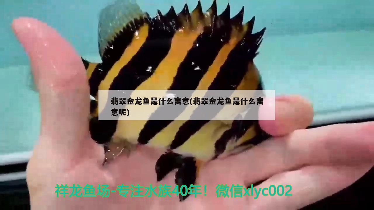 翡翠金龍魚是什么寓意(翡翠金龍魚是什么寓意呢) 黑桃A魚