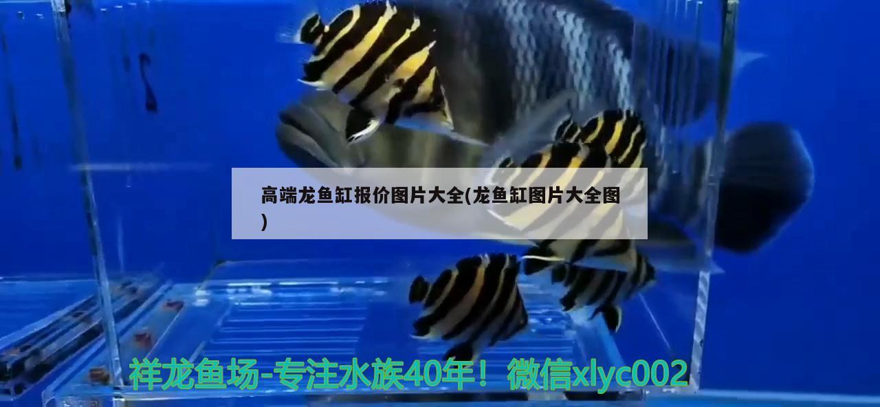 銀龍魚(yú)和翹嘴  銀龍魚(yú) 第1張