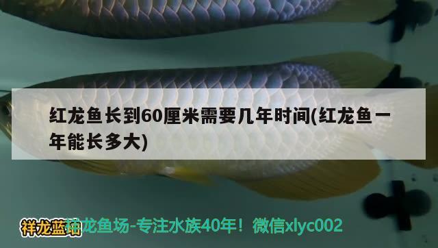 紅龍魚長到60厘米需要幾年時間(紅龍魚一年能長多大) 圣菲埃及魚