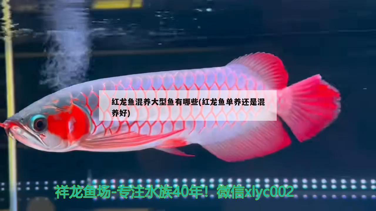 紅龍魚混養(yǎng)大型魚有哪些(紅龍魚單養(yǎng)還是混養(yǎng)好) 觀賞魚百科