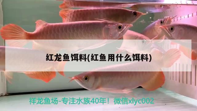 紅龍魚餌料(紅魚用什么餌料)