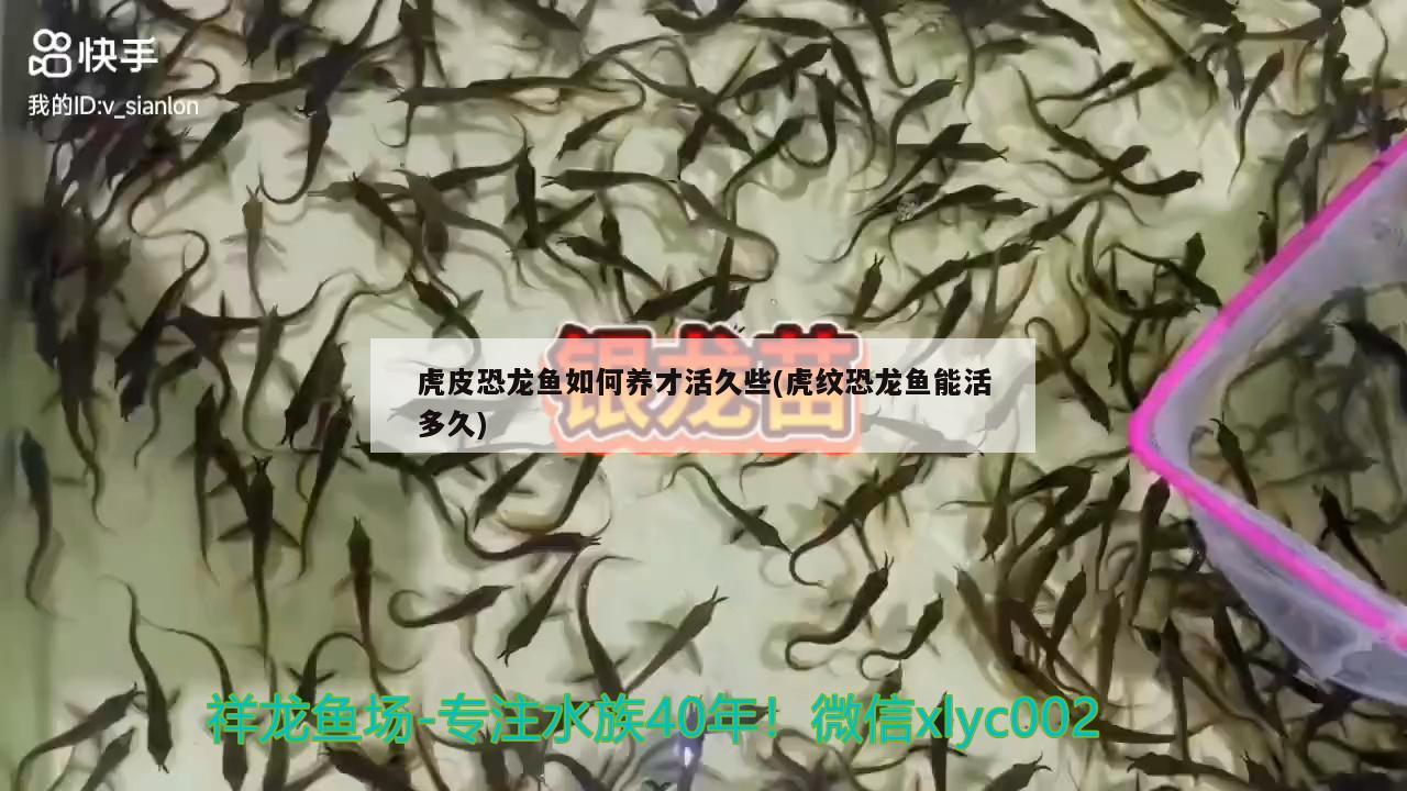 虎皮恐龍魚(yú)如何養(yǎng)才活久些(虎紋恐龍魚(yú)能活多久)