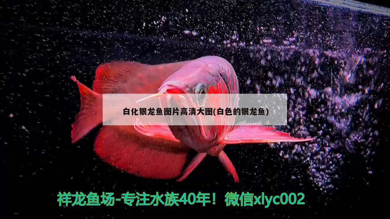 白化銀龍魚(yú)圖片高清大圖(白色的銀龍魚(yú))