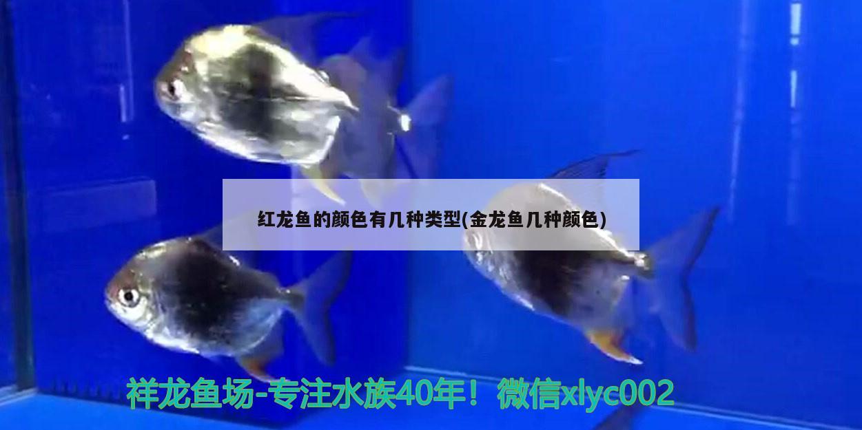 紅龍魚的顏色有幾種類型(金龍魚幾種顏色)