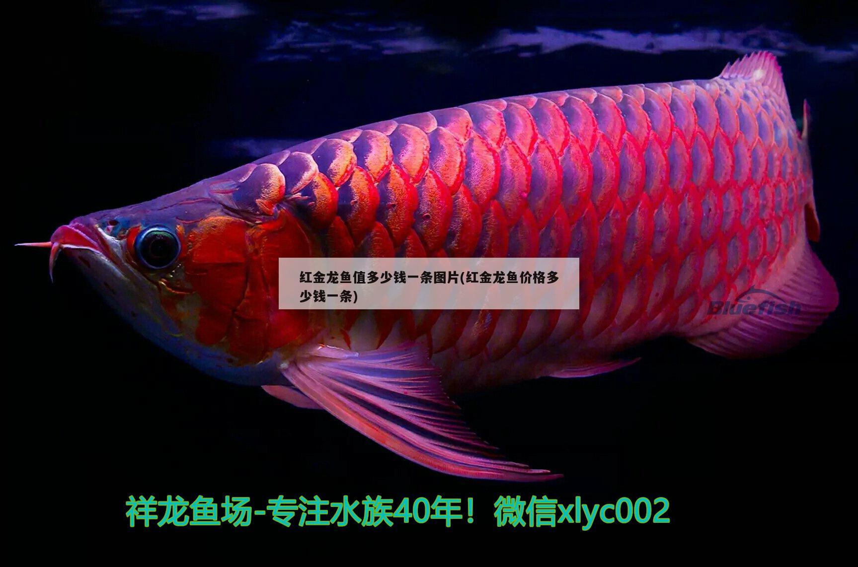 紅金龍魚值多少錢一條圖片(紅金龍魚價格多少錢一條) 除藻劑