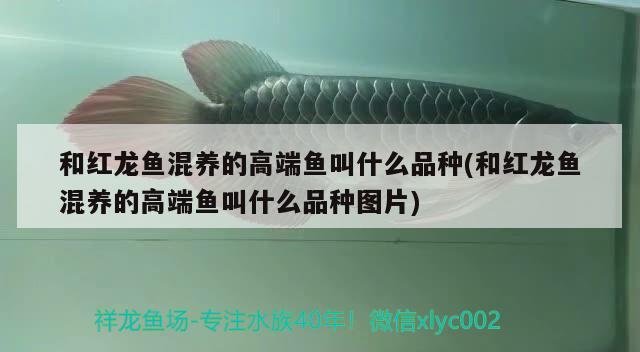 和紅龍魚(yú)混養(yǎng)的高端魚(yú)叫什么品種(和紅龍魚(yú)混養(yǎng)的高端魚(yú)叫什么品種圖片)