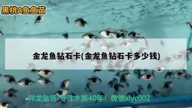 金龍魚鉆石卡(金龍魚鉆石卡多少錢) 元寶鳳凰魚專用魚糧