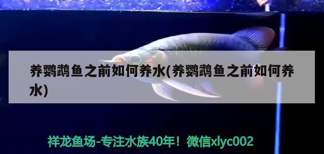 養(yǎng)鸚鵡魚之前如何養(yǎng)水(養(yǎng)鸚鵡魚之前如何養(yǎng)水) 鸚鵡魚