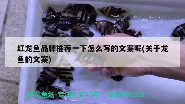 紅龍魚品牌推薦一下怎么寫的文案呢(關于龍魚的文案) 薩伊藍魚