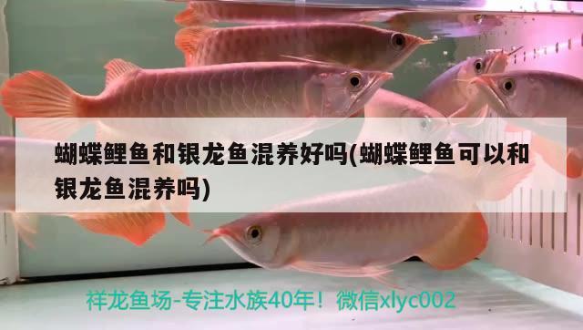 魚缸增氧機(jī)什么品牌好一點(diǎn) 魚缸增氧機(jī)什么品牌好一點(diǎn)耐用 三間鼠魚 第2張