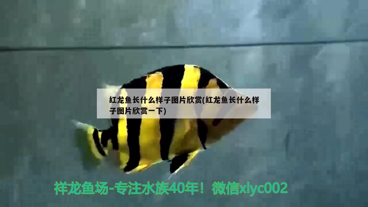 紅龍魚長(zhǎng)什么樣子圖片欣賞(紅龍魚長(zhǎng)什么樣子圖片欣賞一下) 財(cái)神鸚鵡魚