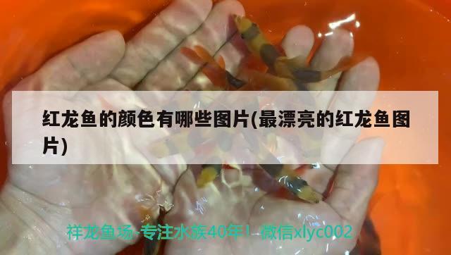 紅龍魚(yú)的顏色有哪些圖片(最漂亮的紅龍魚(yú)圖片)