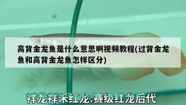 高背金龍魚是什么意思啊視頻教程(過背金龍魚和高背金龍魚怎樣區(qū)分)