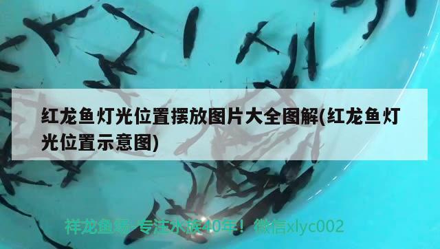 紅龍魚燈光位置擺放圖片大全圖解(紅龍魚燈光位置示意圖)