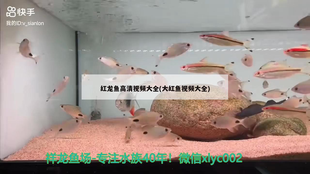 紅龍魚高清視頻大全(大紅魚視頻大全)