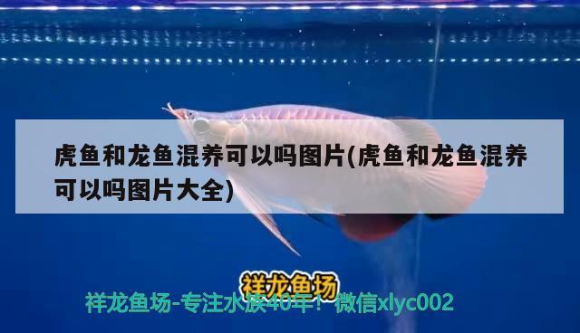 虎魚和龍魚混養(yǎng)可以嗎圖片(虎魚和龍魚混養(yǎng)可以嗎圖片大全) 虎魚百科