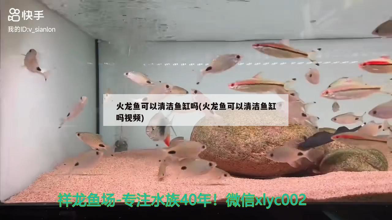 火龍魚可以清潔魚缸嗎(火龍魚可以清潔魚缸嗎視頻)