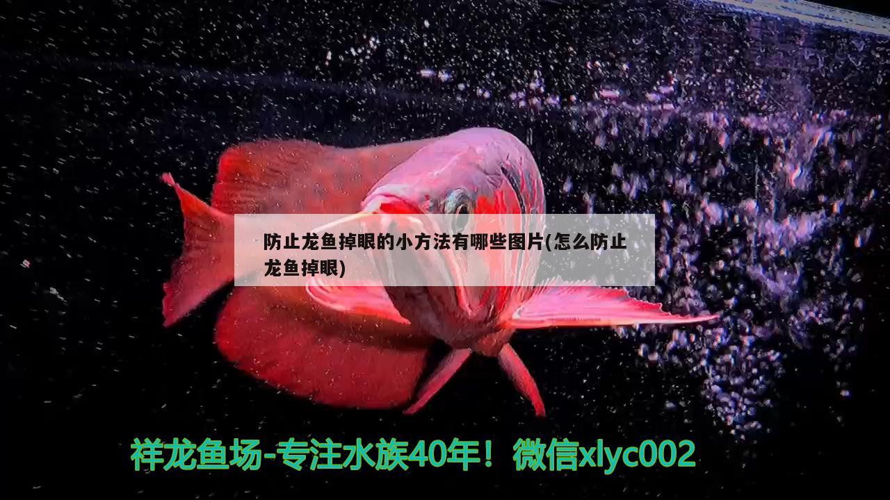 防止龍魚掉眼的小方法有哪些圖片(怎么防止龍魚掉眼) 電鰻