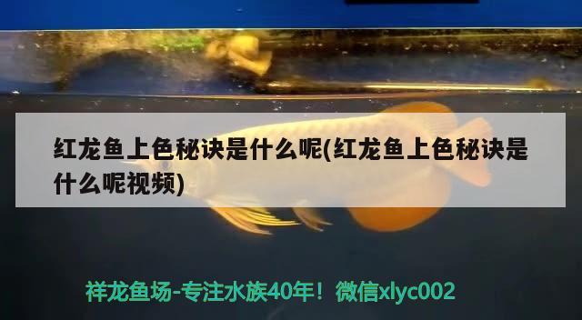 紅龍魚上色秘訣是什么呢(紅龍魚上色秘訣是什么呢視頻)