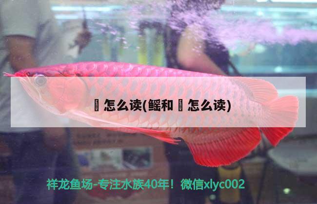 七彩神仙魚能和龍魚混養(yǎng)嗎？，七彩神仙魚可以和龍魚混養(yǎng)嗎