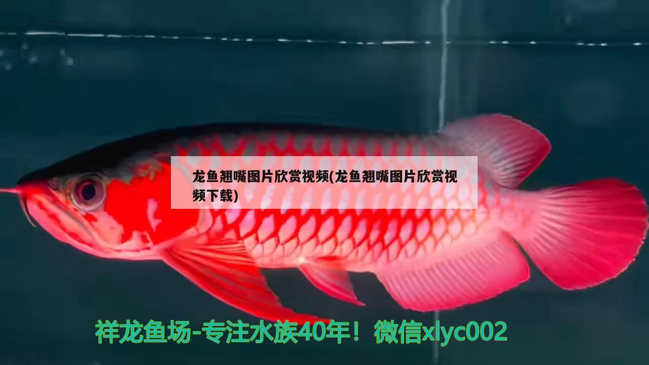 龍魚翹嘴圖片欣賞視頻(龍魚翹嘴圖片欣賞視頻下載)