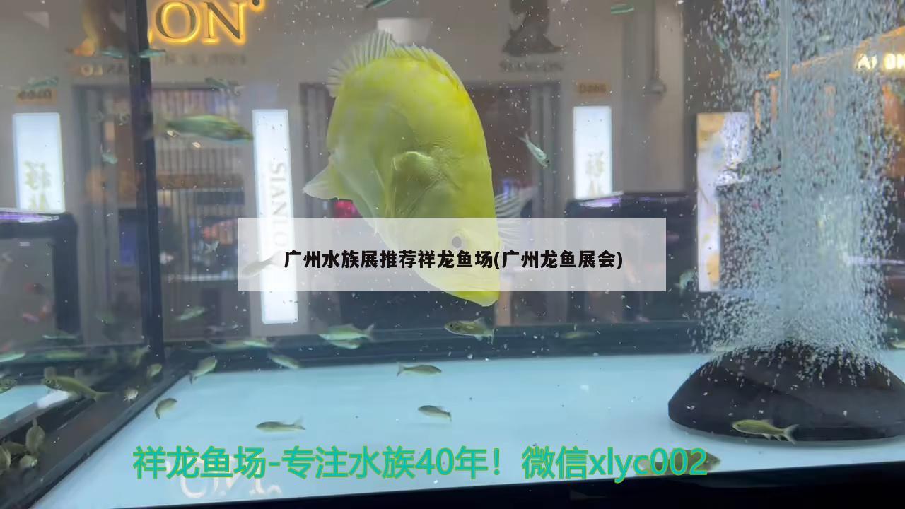 廣州水族展推薦祥龍魚(yú)場(chǎng)(廣州龍魚(yú)展會(huì)) 水族展會(huì) 第1張