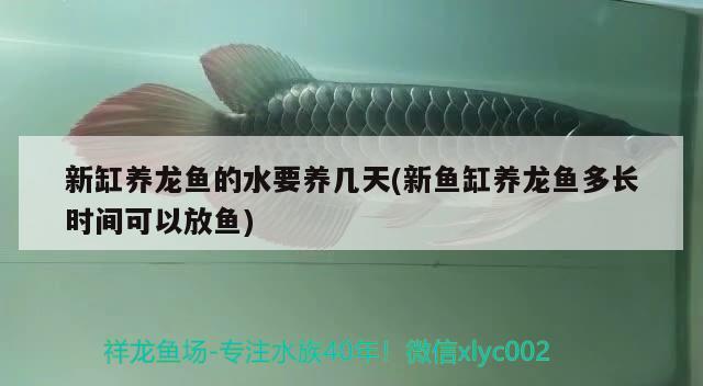 新缸養(yǎng)龍魚的水要養(yǎng)幾天(新魚缸養(yǎng)龍魚多長時間可以放魚) 龍魚批發(fā)